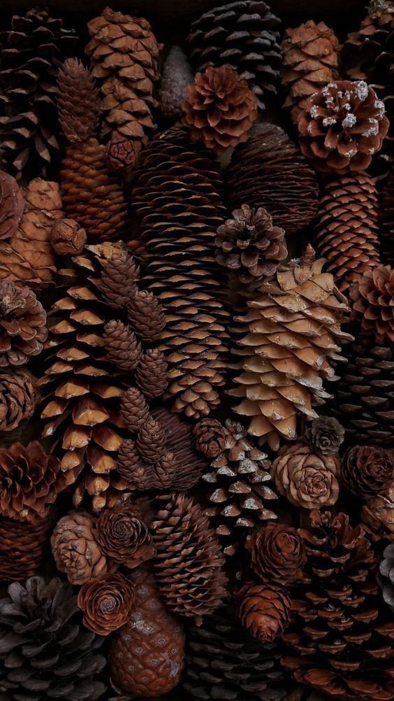 many different types of pine cones piled together