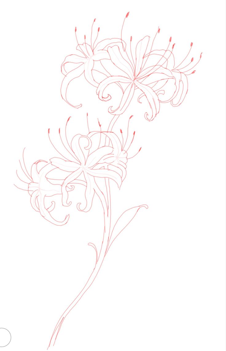 a drawing of some flowers on a white background with red lines in the shape of swirls