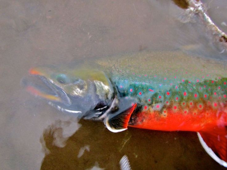 a fish that is laying down in the water