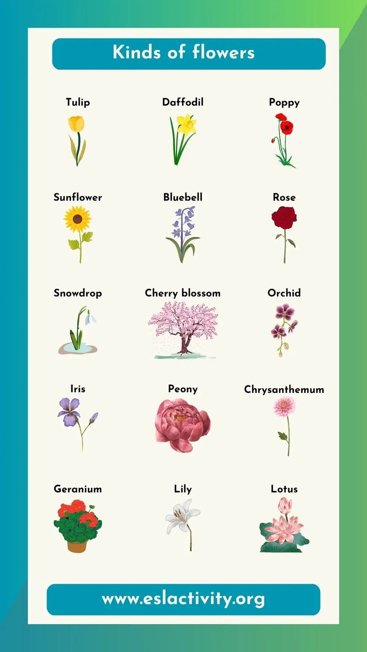 a poster with flowers and their names on it's front cover, which reads kinds of flowers