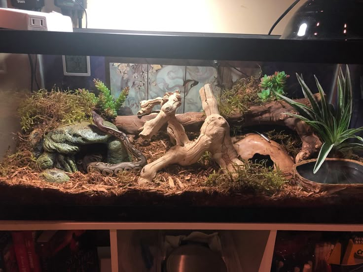 an aquarium with plants and rocks in it