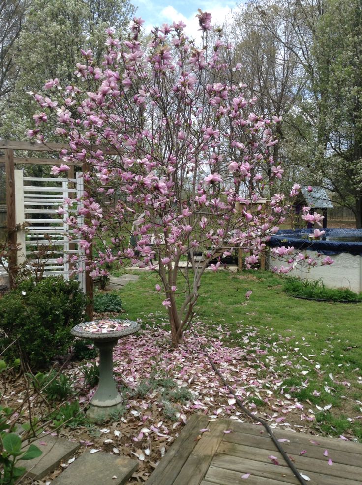 a small tree with lots of pink flowers in the middle of a garden area next to a birdbath