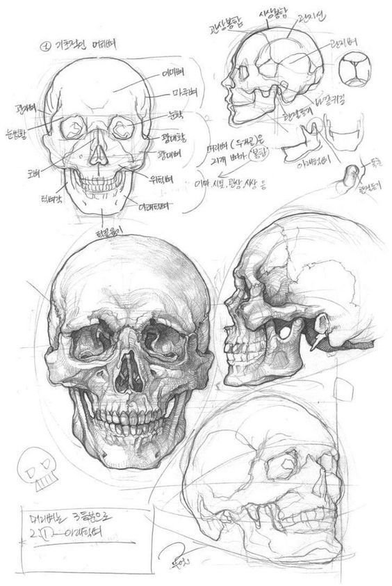 some drawings of skulls and their facial features