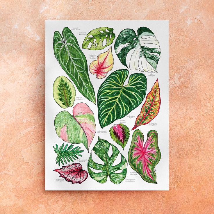 an illustration of different types of leaves on a white paper with pink and green colors