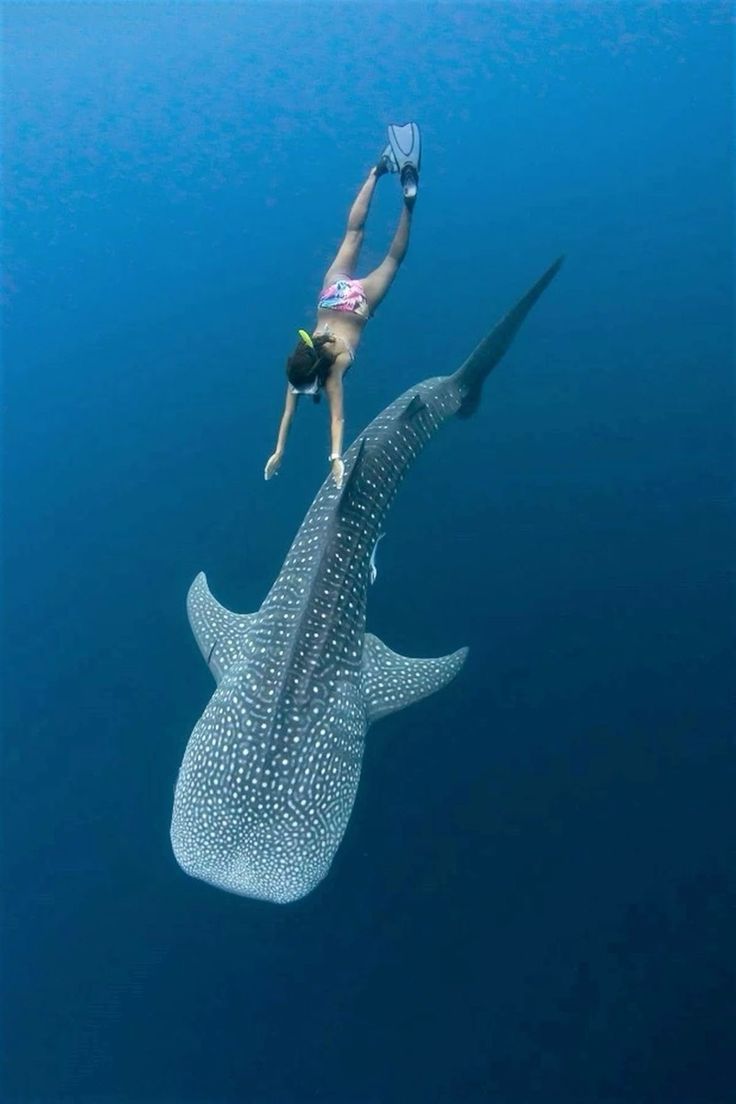 a woman diving next to a whale in the ocean