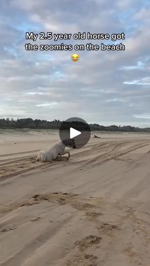 a dog laying on top of a sandy beach next to the words my 25 year old horse got the zoonites on the beach