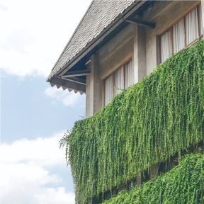 a building covered in lots of green plants