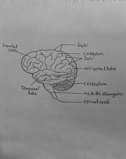 a diagram of the human brain with labels on each side and labeled parts in black and white