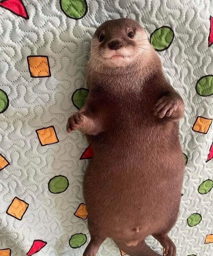 an otter is standing on its hind legs and paws up to the camera, with his front paws in the air