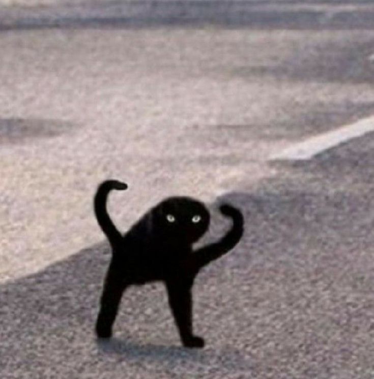 a black cat standing on its hind legs in front of the camera and captioning that there is no image here