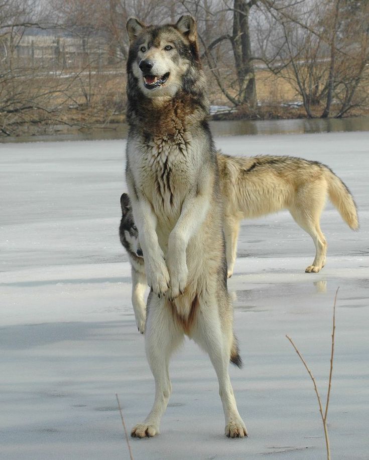 two dogs standing on their hind legs in the middle of an ice covered field with trees in the background