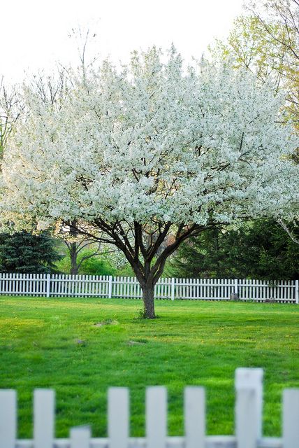 a white picket fence and tree in the grass