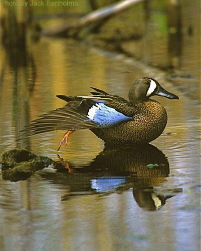 a blue and white duck is swimming in the water