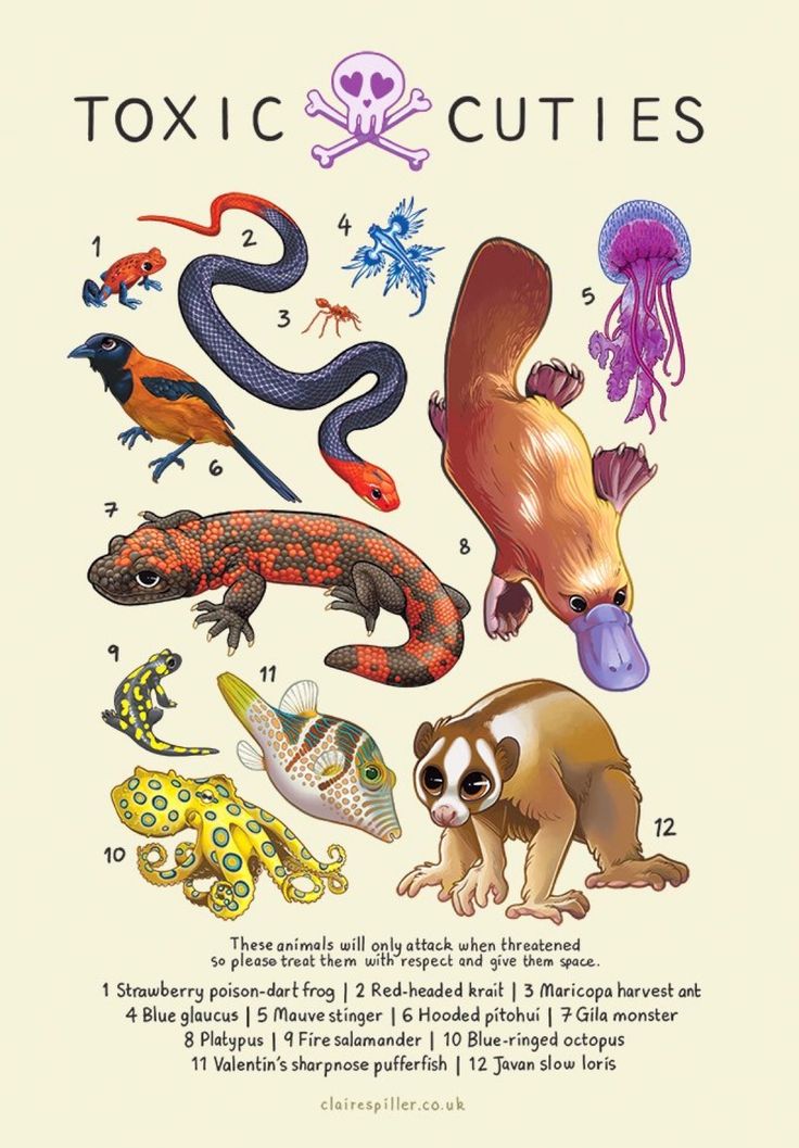 an illustrated poster with different types of animals