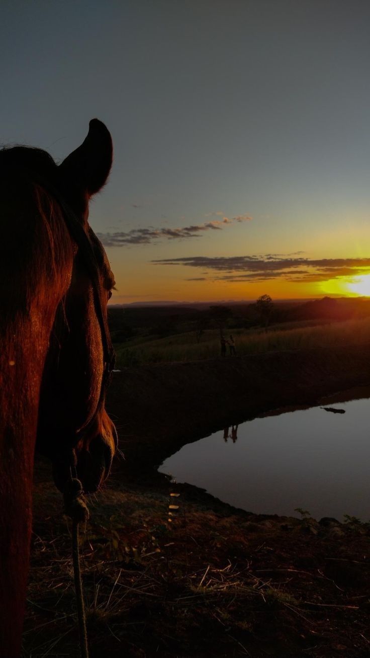 a horse standing next to a body of water at sunset