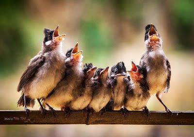 five little birds sitting on top of a piece of wood with their beaks open