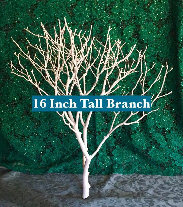 a small white tree with the name 12 inch tall branch in front of a green wall