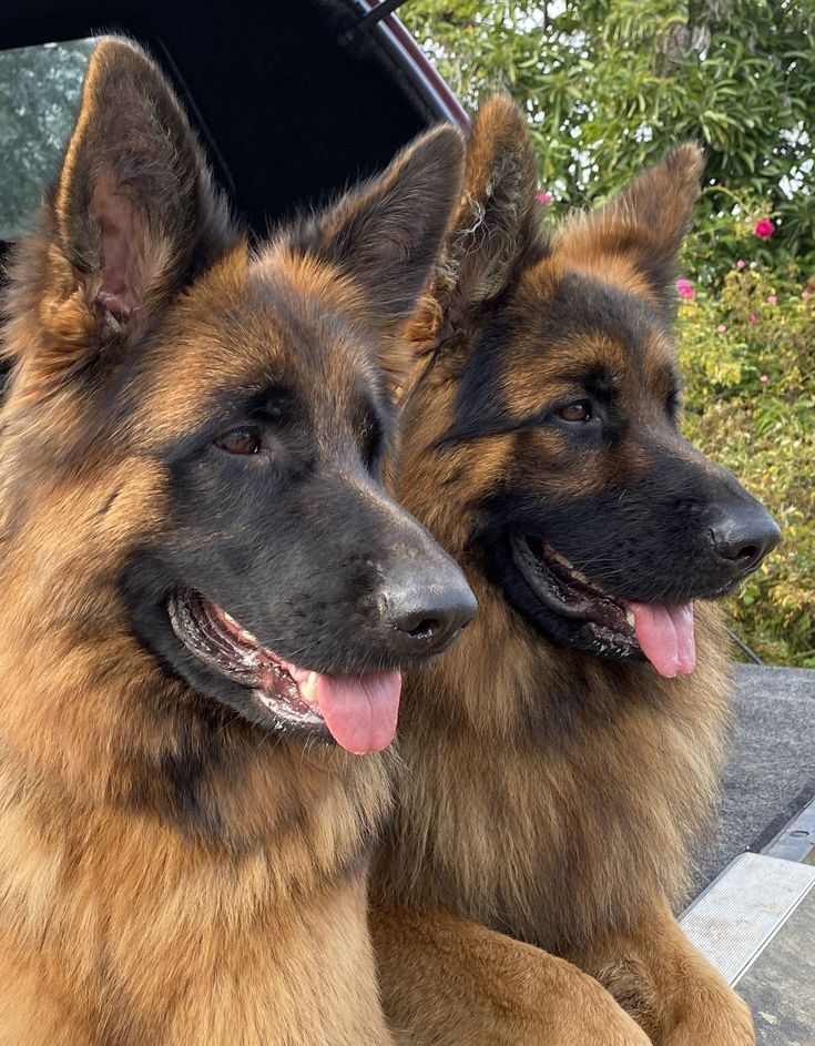 two german shepherd dogs sitting next to each other in front of a car with its tongue hanging out