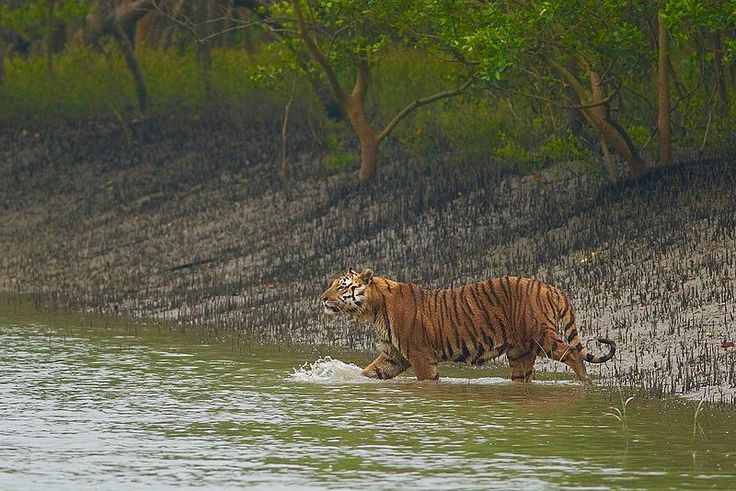 a tiger walking across a body of water