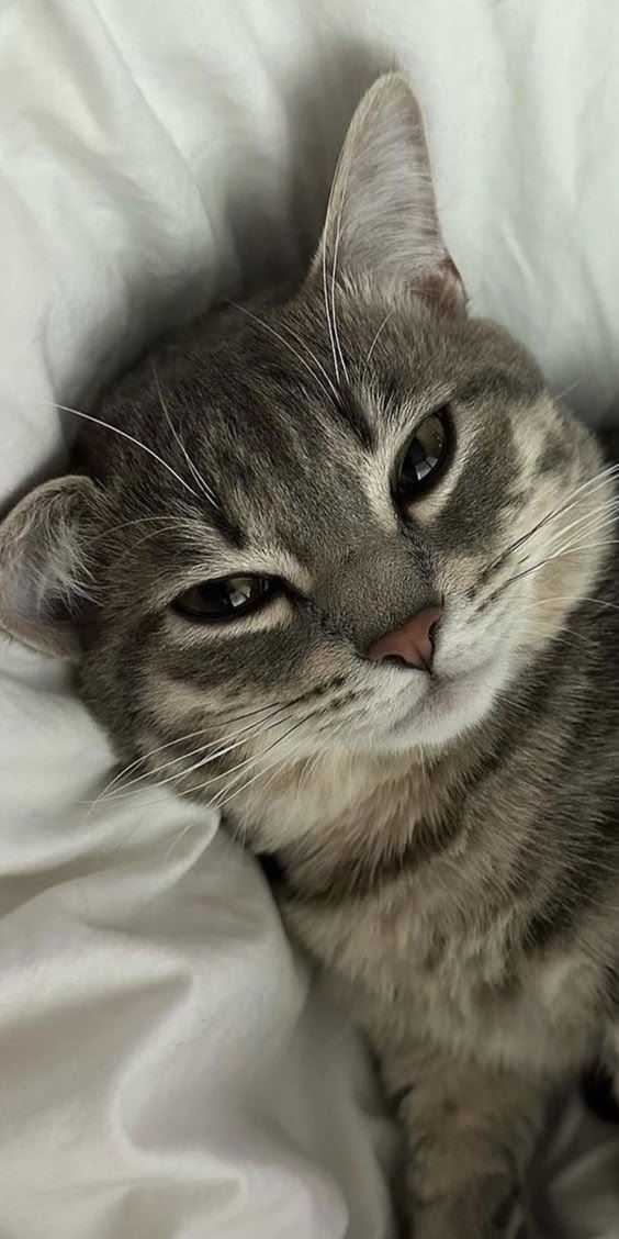 a cat laying on top of a bed covered in white sheets and pillows with its eyes wide open