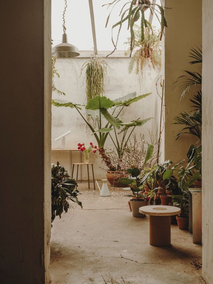 an open door leading into a room filled with potted plants and other indoor plants