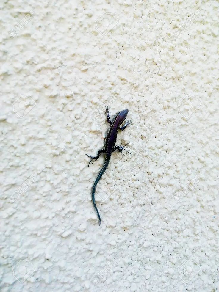 a small lizard is laying on the white wall and looking at the camera with curiosity