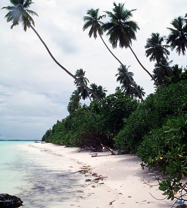 the beach is lined with palm trees and white sand