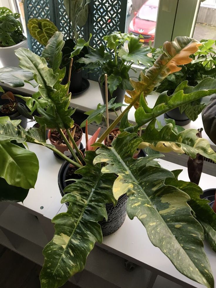 several potted plants on a table in front of a window