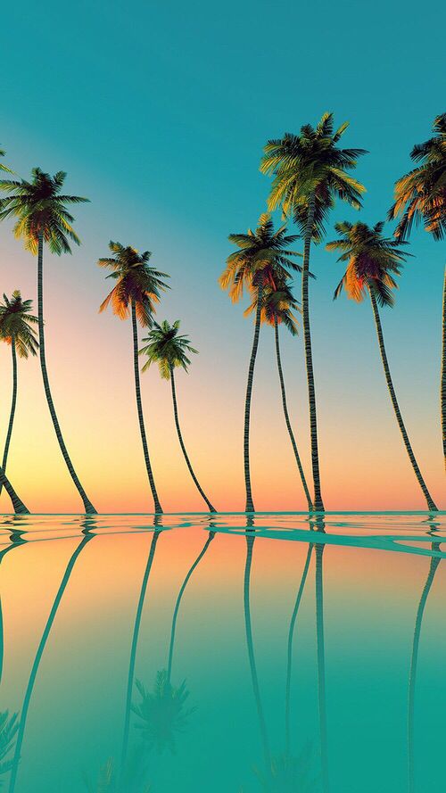 palm trees are reflected in the water at sunset