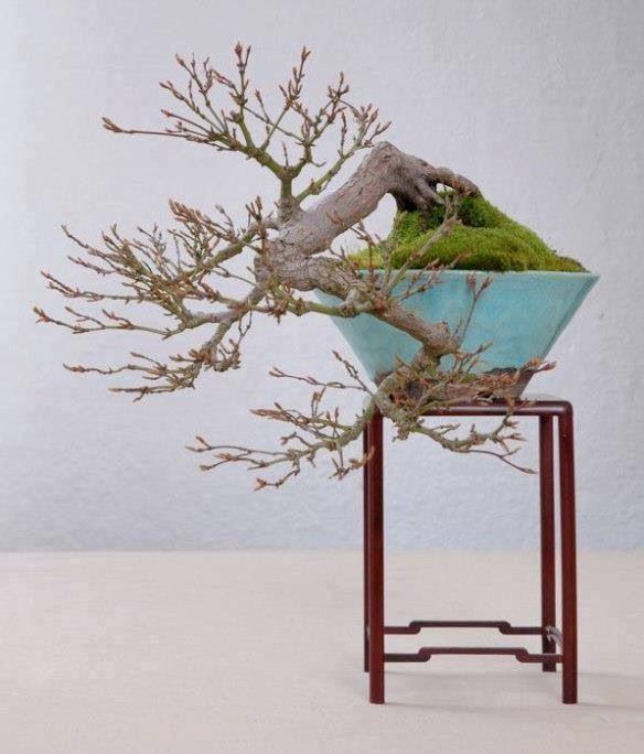 a bonsai tree in a blue bowl on a stand