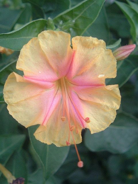 a yellow flower with pink stamens and green leaves in the backgroud