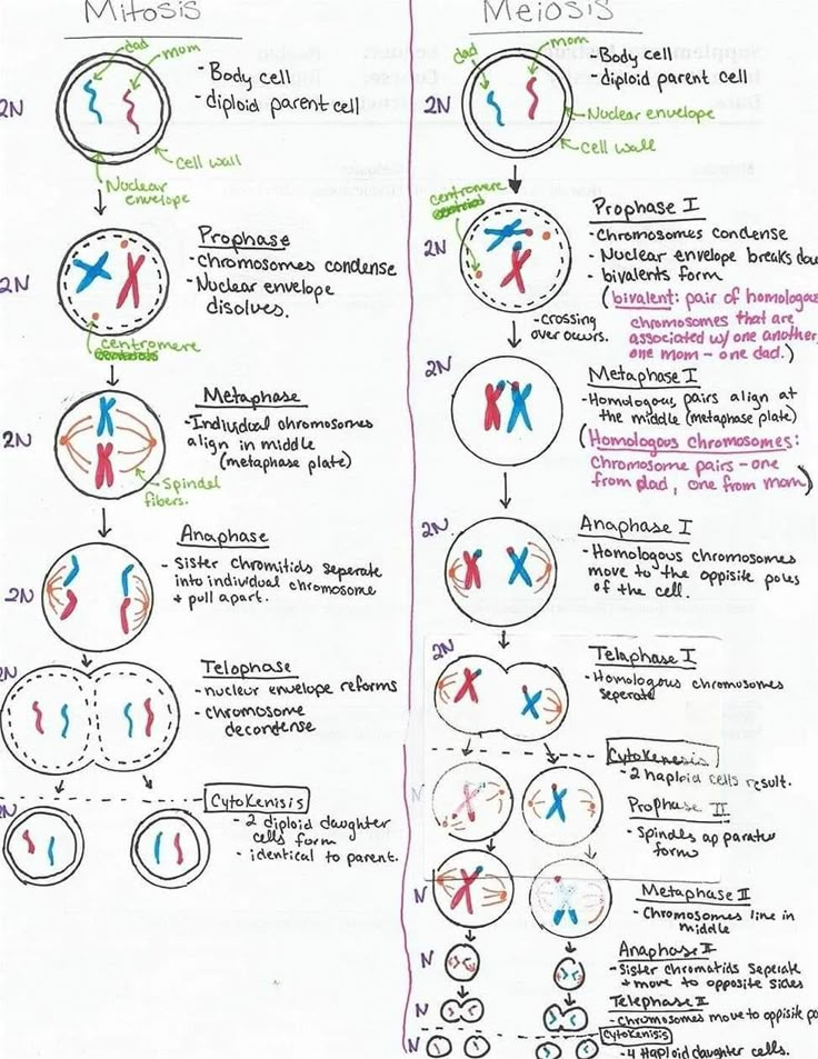 a hand drawn diagram shows the steps in which people can learn to read and understand numbers