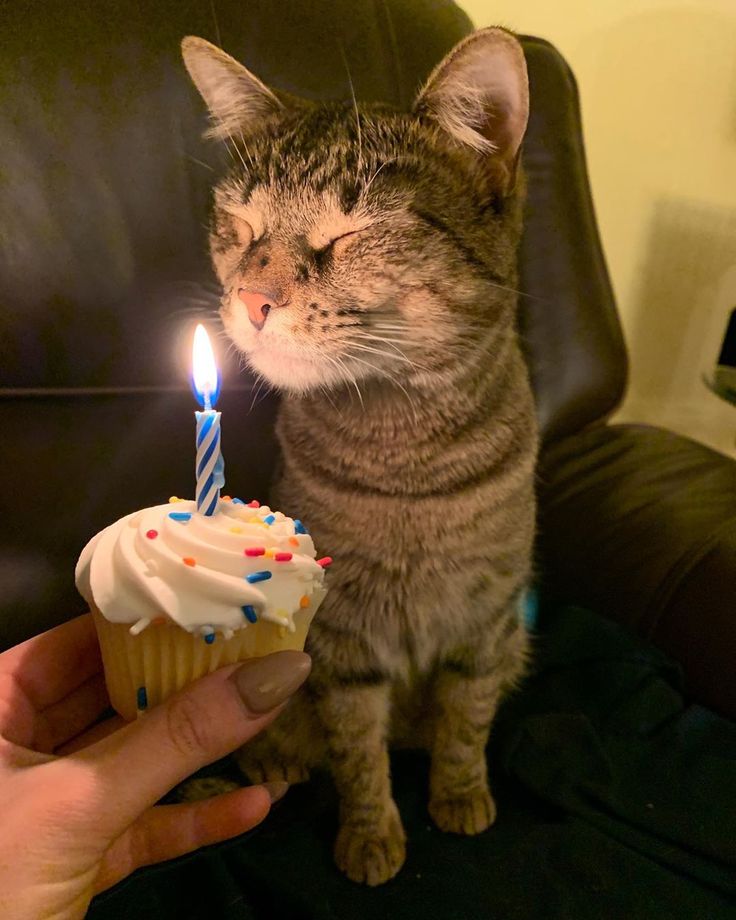 a cat that is sitting next to a cupcake with a lit candle on it