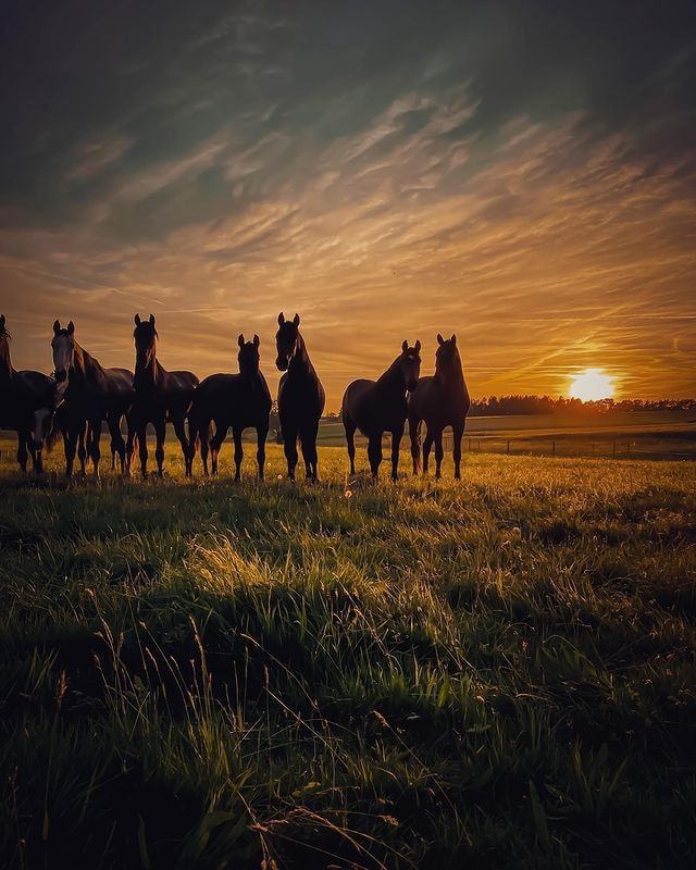 a herd of horses standing on top of a lush green grass covered field at sunset