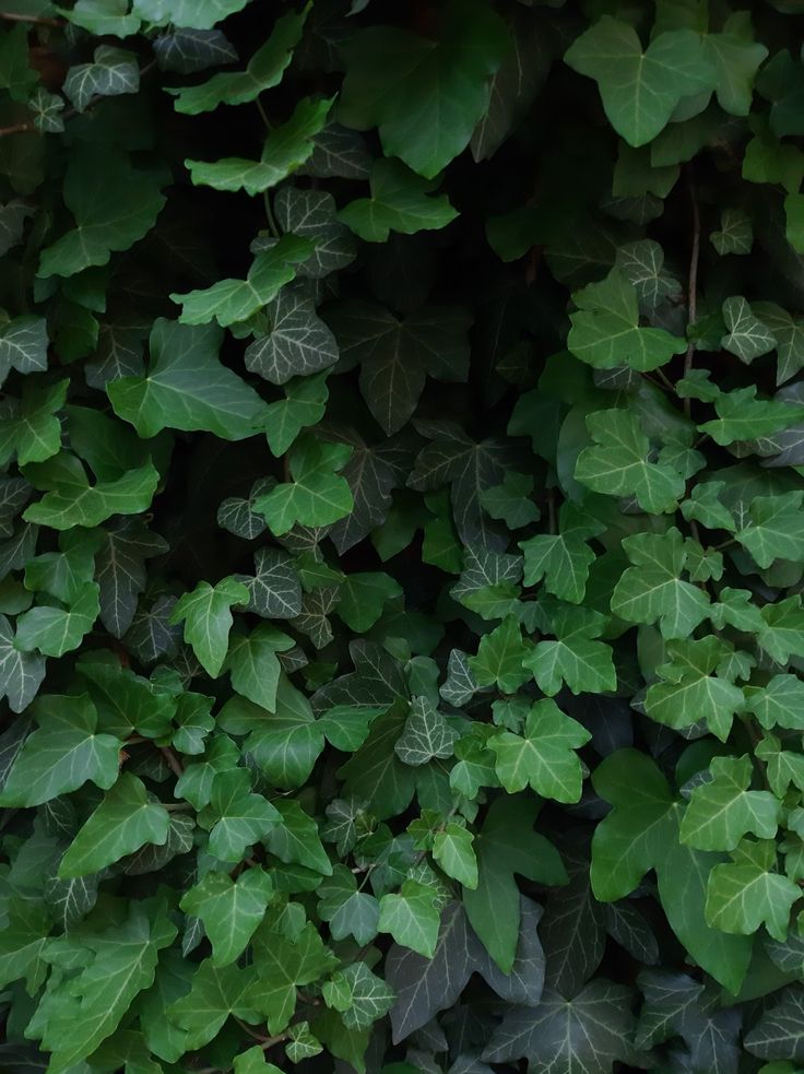 green leaves are growing on the side of a building in an area that looks like it is