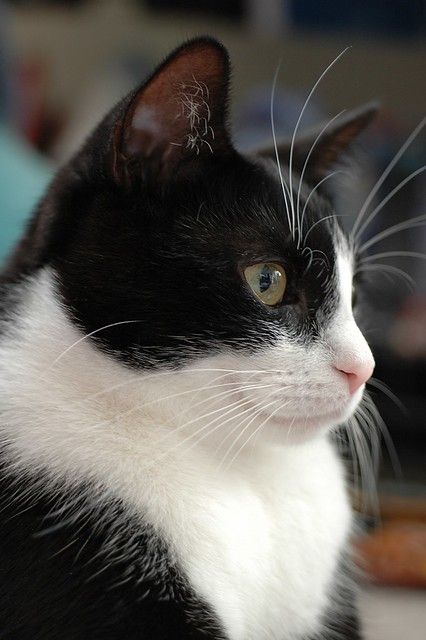 a black and white cat sitting on the floor