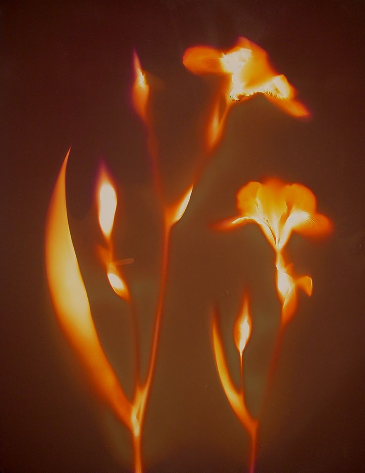 three orange flowers are glowing in the dark