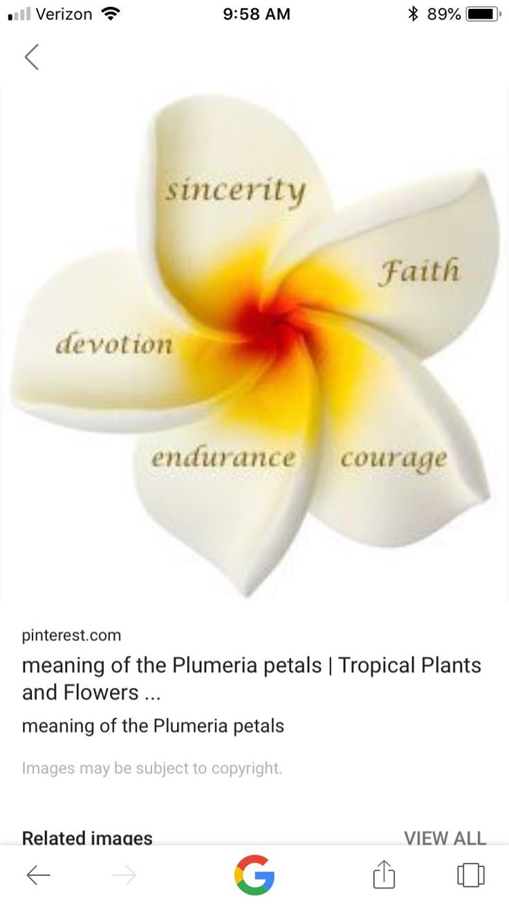 a white flower with yellow and red petals in the center, surrounded by other words