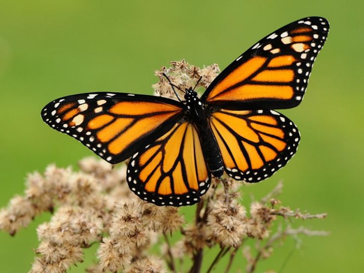 a close up of a butterfly on a flower