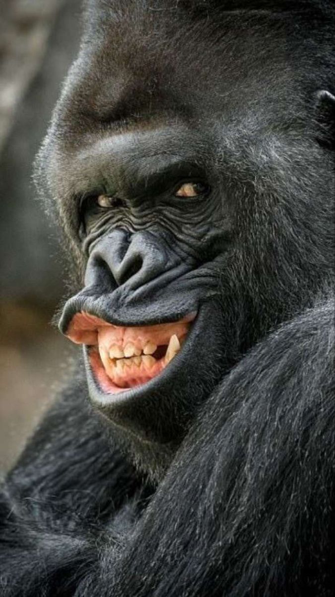 a close up of a gorilla with its mouth open