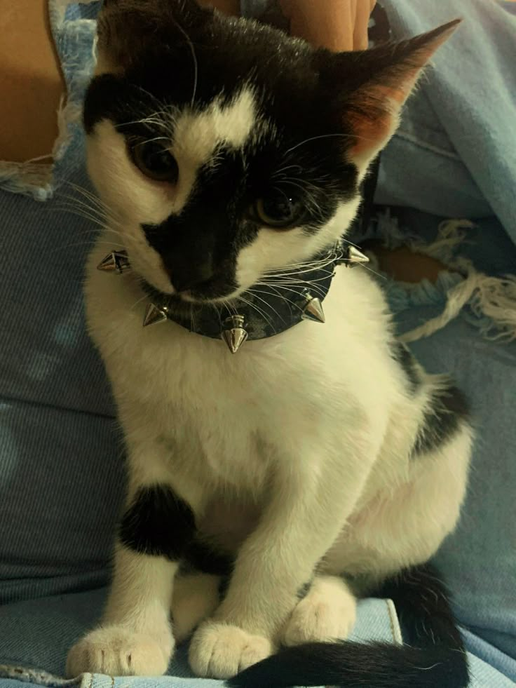 a black and white cat wearing a collar