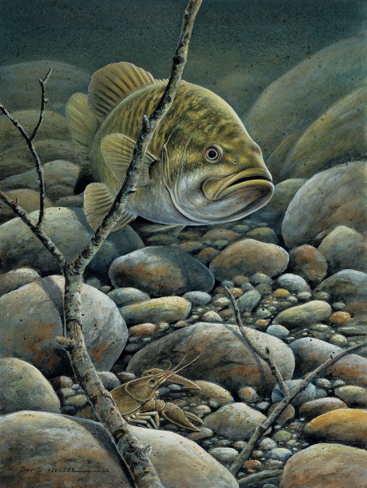 a painting of a fish on some rocks