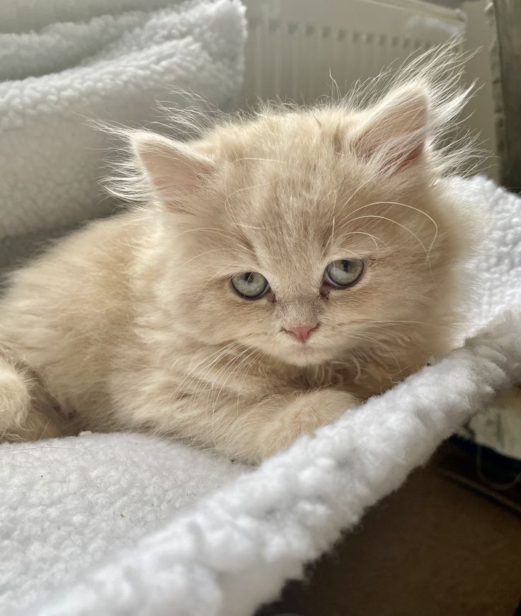 a small kitten laying on top of a white blanket