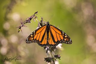 a butterfly that is sitting on a flower