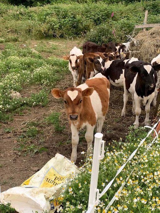 a herd of cows standing on top of a grass covered field next to flowers and trees