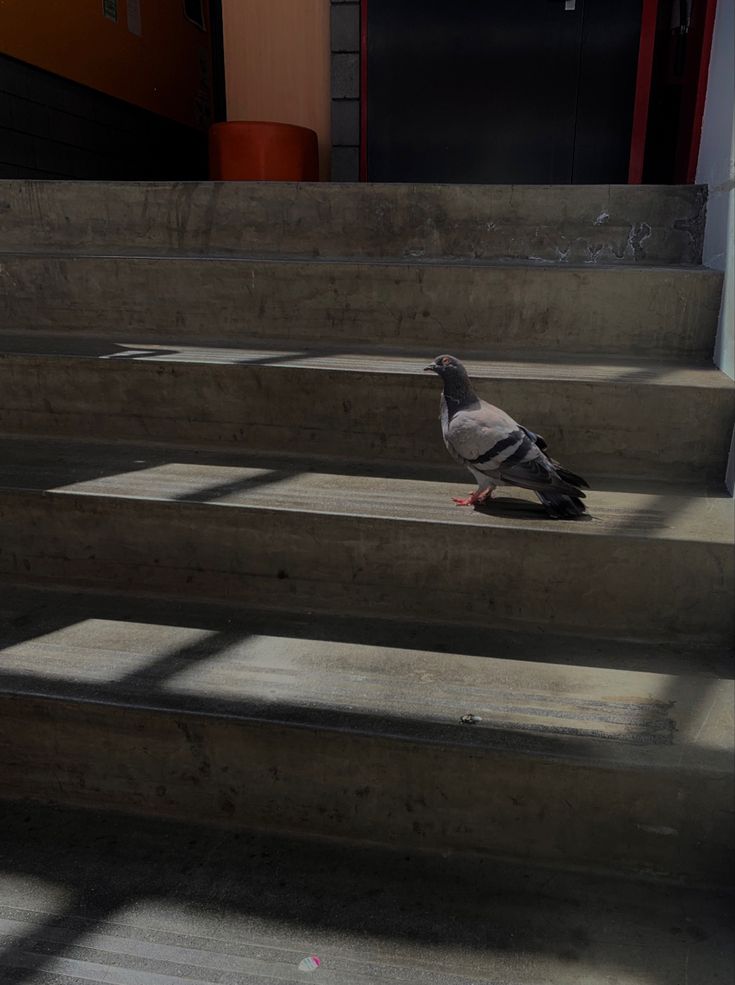 a pigeon is sitting on some concrete steps