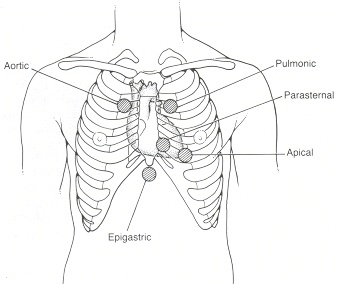 the diagram shows the location of the chest and ribs in the upper part of the body