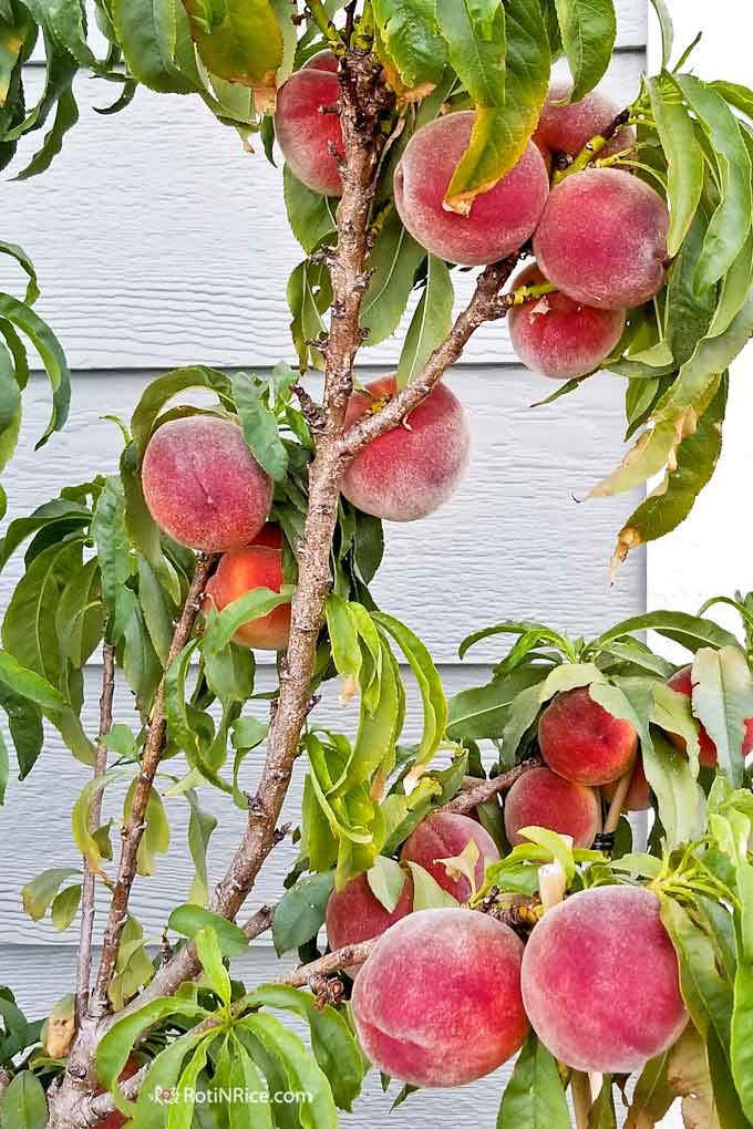 peaches growing on the branches of a tree in front of a blue house with white siding