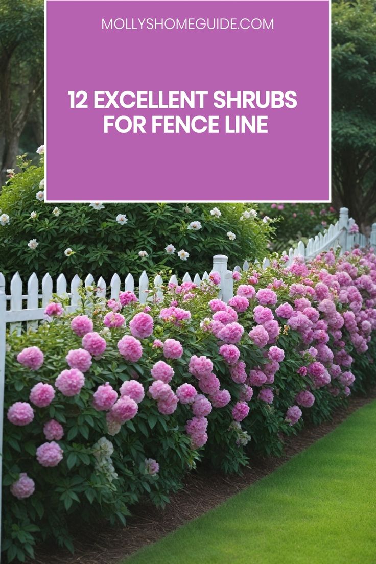 pink flowers line the side of a white picket fence with text overlay that reads 12 excellent shrubs for fence line