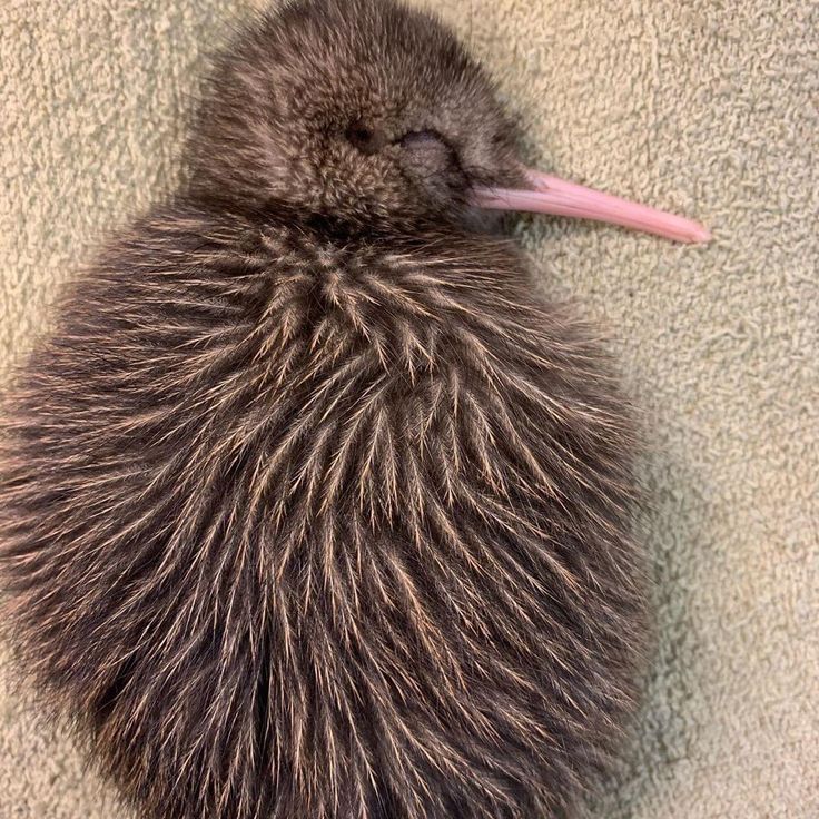 a baby kiwi is curled up on a blanket with its long pink beak sticking out